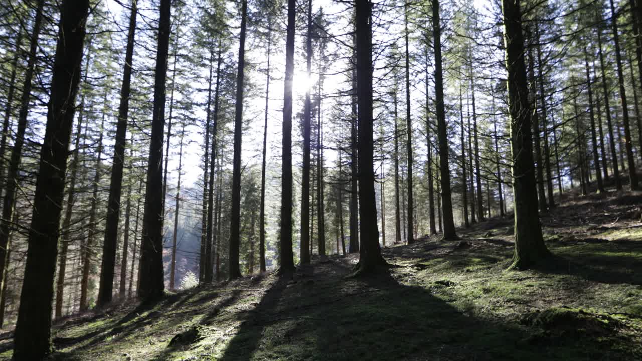 Passeggiata nel bosco all'alba