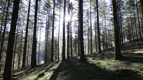 walking through the forest at dawn