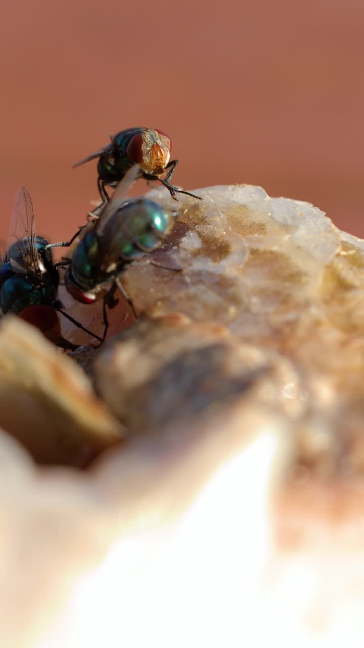 Un filmato macro riprende diversi mosconi che si nutrono di carne di pesce in decomposizione sotto una luce esterna intensa.