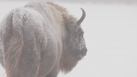 view from behind of european buffalo looking back in snowfall, telephoto