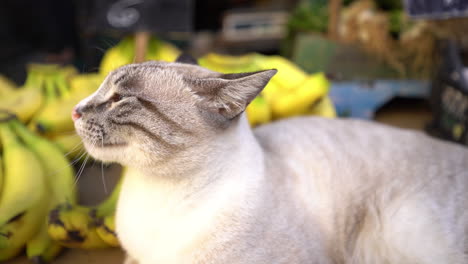 A-Siamese-cat-sits-near-bananas-in-Talpiot-market,-Haifa,-Israel