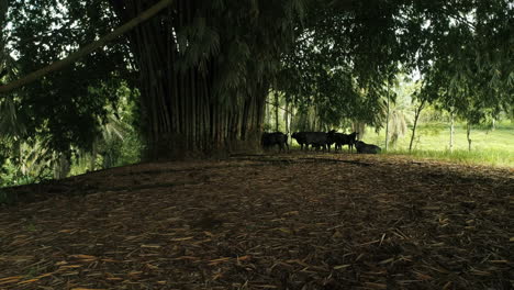 toros negros bajo un hermoso árbol de bambú protegiéndose del sol ecuatoriano