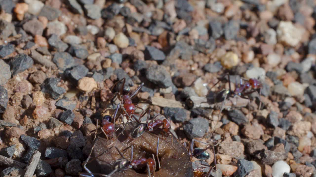 Bull ants gather and feed near nest entrance on sunlit gravel, camera slowly panning sideways
