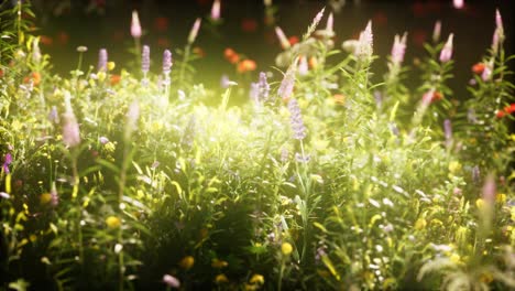 wild flowers in the field