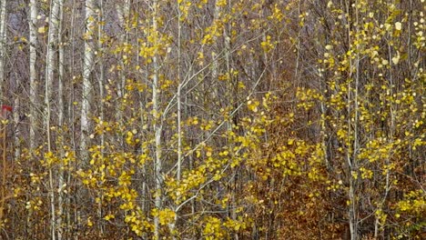 wind shakes leaves and branches of birch