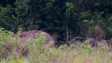 The-Asiatic-Elephants-are-endangered-species-and-they-are-also-residents-of-Thailand