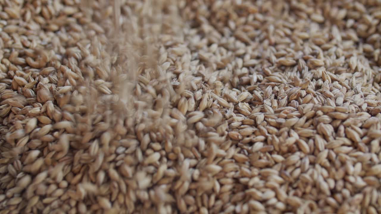 Hands Holding Barley Grains
