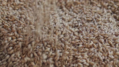 hands holding barley grains