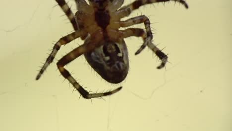 spider climbing on a web handheld macro shot