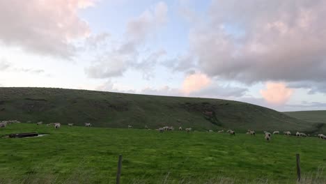 sheep grazing in a lush, green field