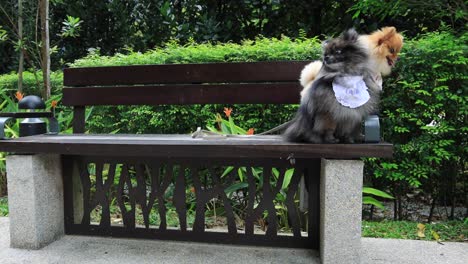 two adorable pomeranians sitting on a bench in a park