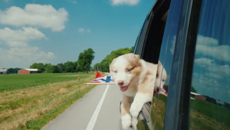 Der-Hund-Schaut-Aus-Dem-Fenster-Des-Autos-In-Den-Pfoten-Ihrer-Flagge-Von-Norwegen-Reise-In-Die-Länder-Von