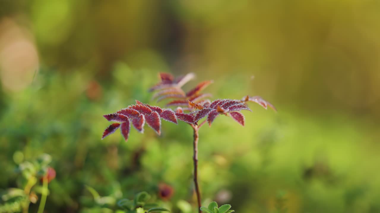 숲 속 에 있는 작은 로완 나무 는 섬세 한 하이프로스트 를  ⁇ 고 있다