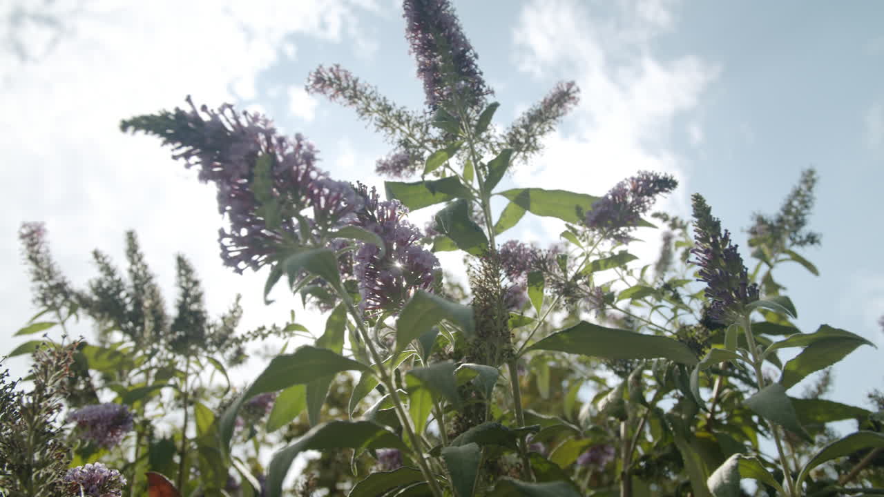 Close-up of Flowers with Sunlight