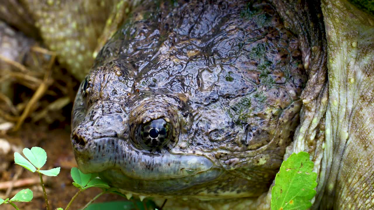 This is a closeup video of a Common Snapping Turtle Chelydra serpentina. Video is focused on the left side of its face.