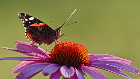 Mariposa-Almirante-Roja-Sobre-Púrpura-Cónica-Chupando-Néctar---Macro