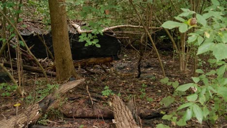 Waldhain-In-Pennsylvania-In-Der-Nähe-Von-Wissahickon-Creek