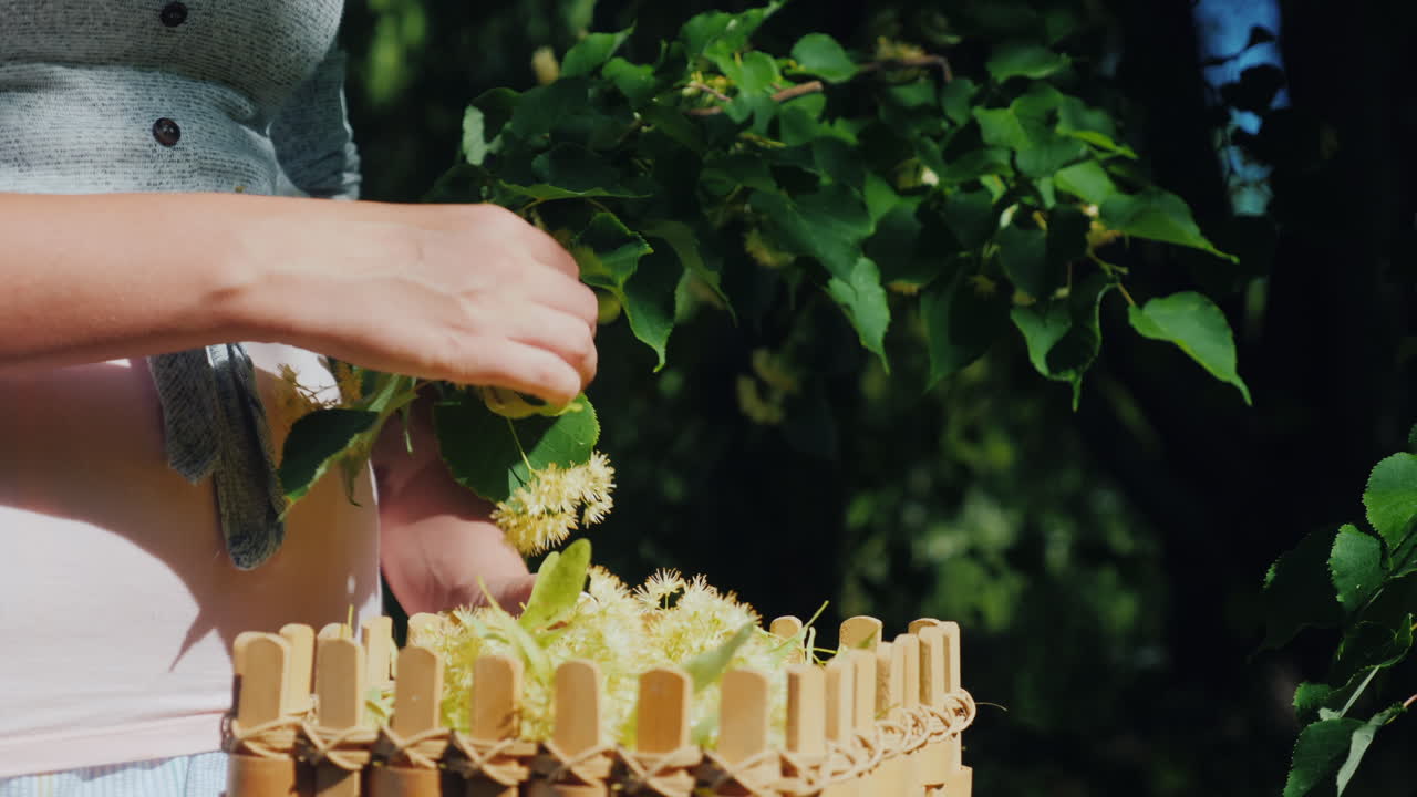 한 남자가 린든 꽃을 골라 바구니에 유용하고 치유되는 식물 클로즈업 샷을 담습니다.