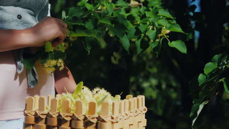 A-Man-Picks-Linden-Flowers-Puts-In-A-Basket-Collection-Of-Useful-And-Healing-Plants-Close-Up-Shot