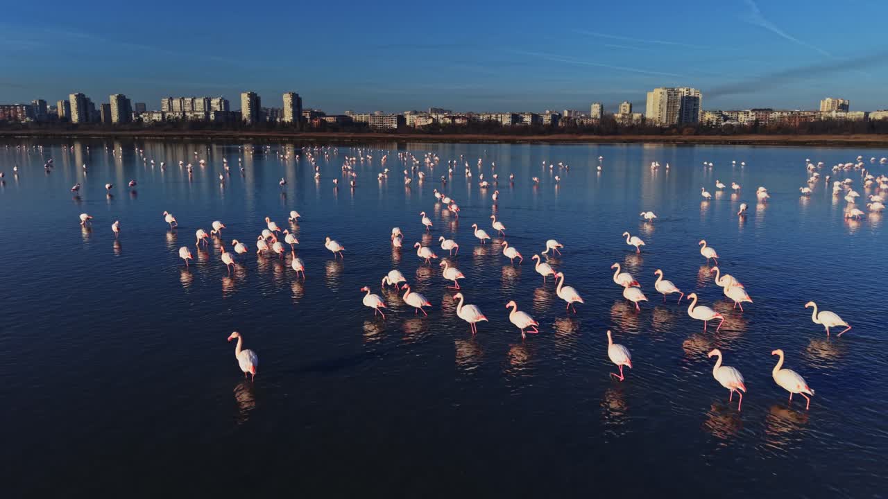 Flamingos gather in large numbers at a lake during the day