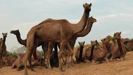 Camels-at-the-Pushkar-Fair,-also-called-the-Pushkar-Camel-Fair-or-locally-as-Kartik-Mela-is-an-annual-multi-day-livestock-fair-and-cultural-held-in-the-town-of-Pushkar-Rajasthan,-India.