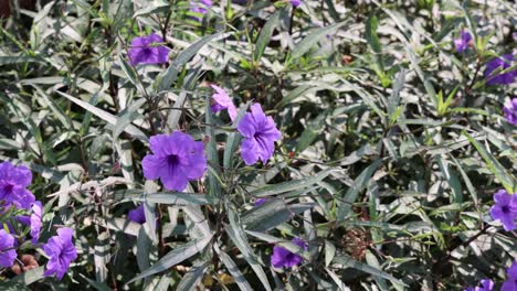 flores púrpuras vibrantes en medio del follaje verde