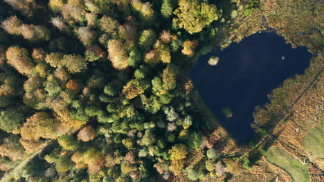 Beautiful-Foliage-And-Blue-Lake-In-Fagne-du-Rouge-Poncé-in-Saint-Hubert,-Belgium---Aerial-shot