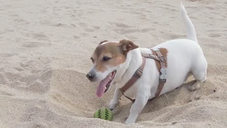 jack russell playing in the sand