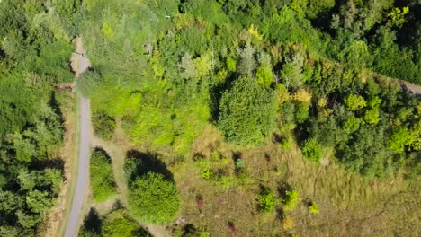 Antenne:-Straße-Durch-Grünen-Wald-Mit-Wohnkolonie,-Drohnenflugaufnahme