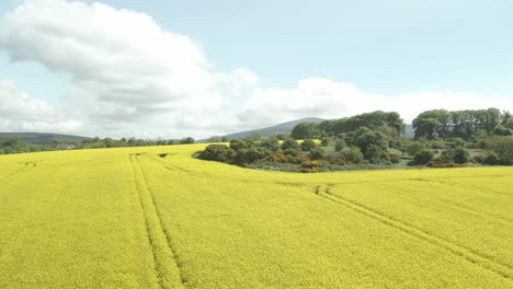 Volando-Sobre-El-Campo-De-Colza-Con-Flores-Amarillas-Durante-El-Día-En-Wexford,-Irlanda