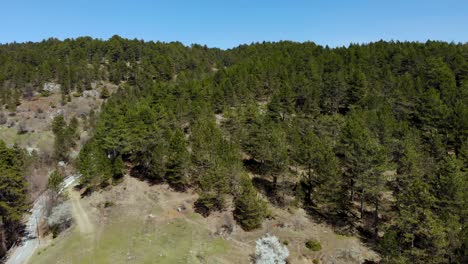 Mountain-forest-with-green-pines-and-road-snaking-on-slope-with-grassy-meadows-and-trees-with-white-flowers-blossom