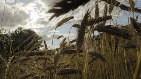 detailed view of matured ripe barley on field with clouds in the background