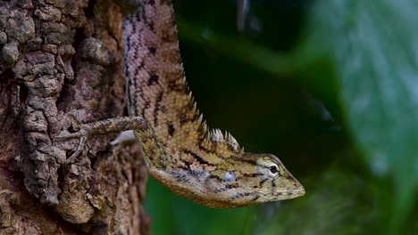 the oriental garden lizard is also called the eastern garden lizard, bloodsucker and changeable lizard