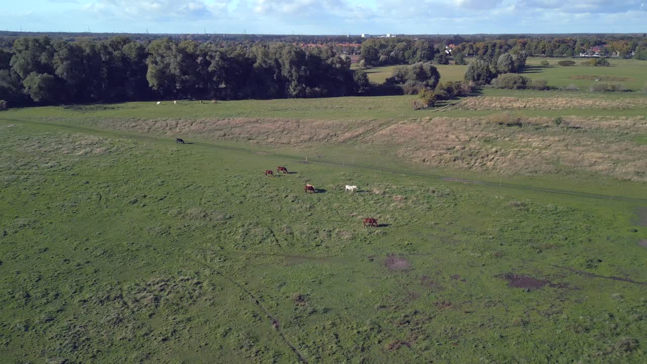 Suggestiva veduta aerea con drone, in volo orbitale ampio, di un pascolo di cavalli nel Brandeburgo Havelland, Germania, al tramonto estivo del 2022.
