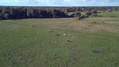 Magic-aerial-view-flight-wide-orbit-overview-drone
of-horses-pasture-field-in-brandenburg-havelland-Germany-at-summer-sunset-2022
