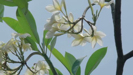 white flower on a branch with sky background