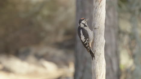 male great spotted woodpecker clings to side of tree trunk in woods