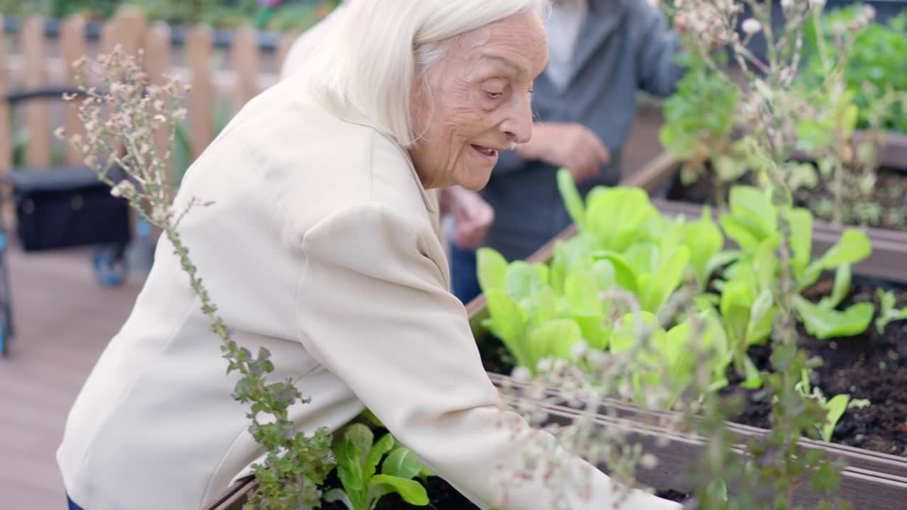 Elderly woman gardening in a raised garden bed