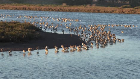 Curlew-sand-piper-colony-at-Moss-Landing,-California