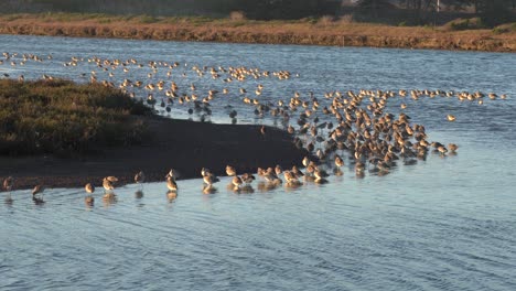 colonia de gaiteros de arena de zarapitos en moss landing, california