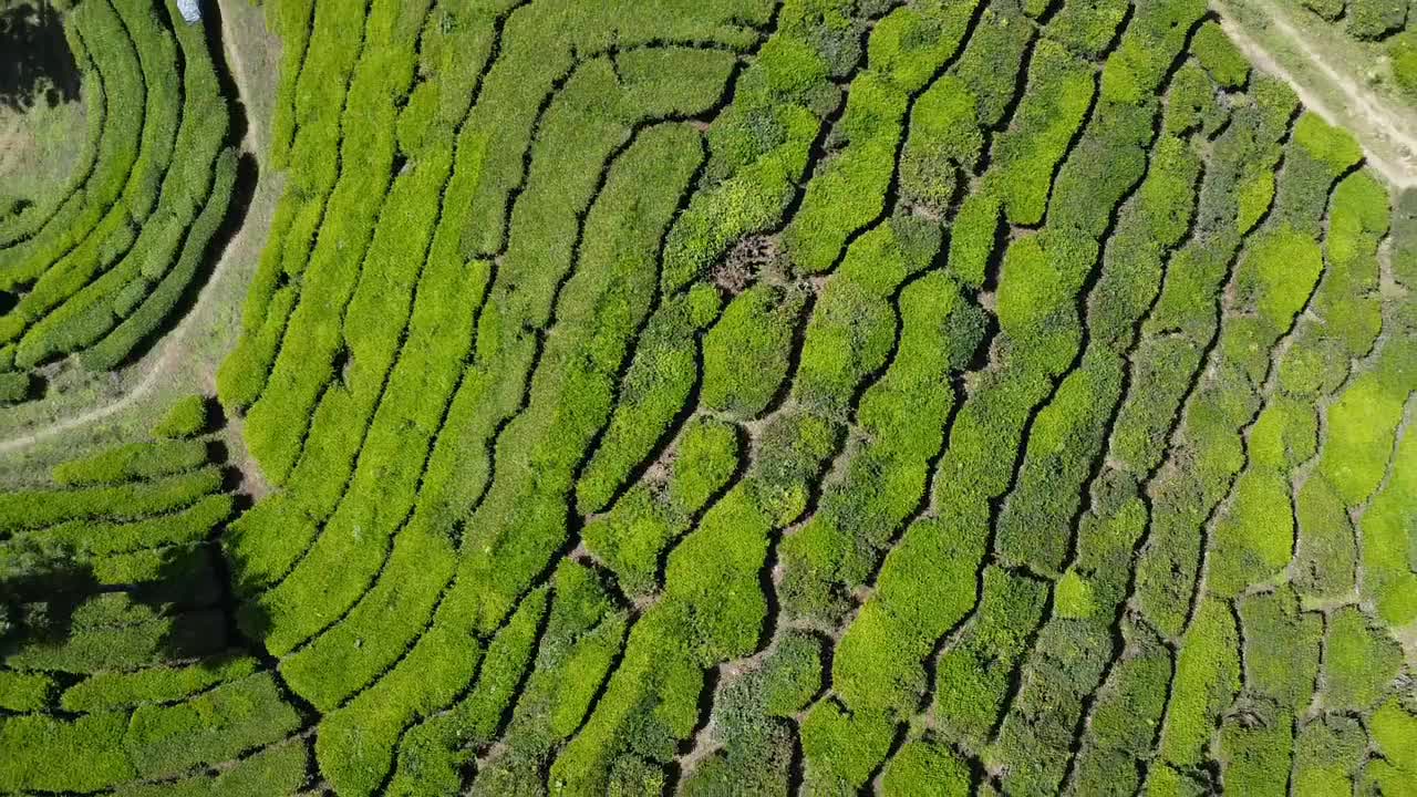 Tea fields in south India