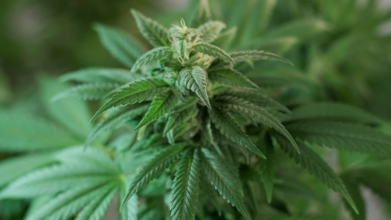 la floración del cannabis, el cultivo orgánico de cannabis para uso médico en el campo de la marihuana.