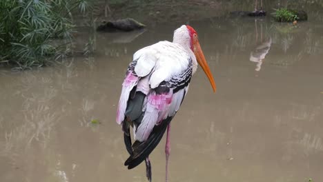 la cigüeña de ébano junto a un estanque
