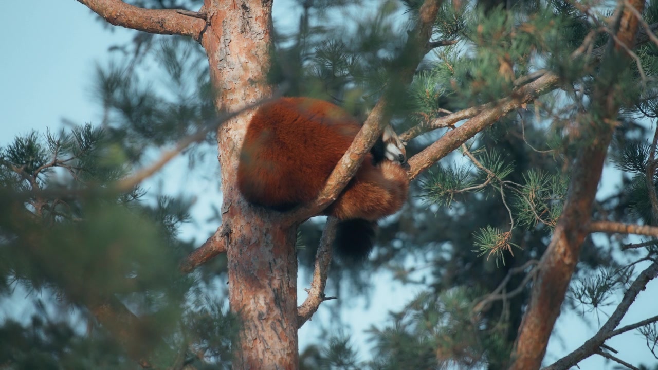 Panda rosso che dorme su un ramo di pino nel bosco.