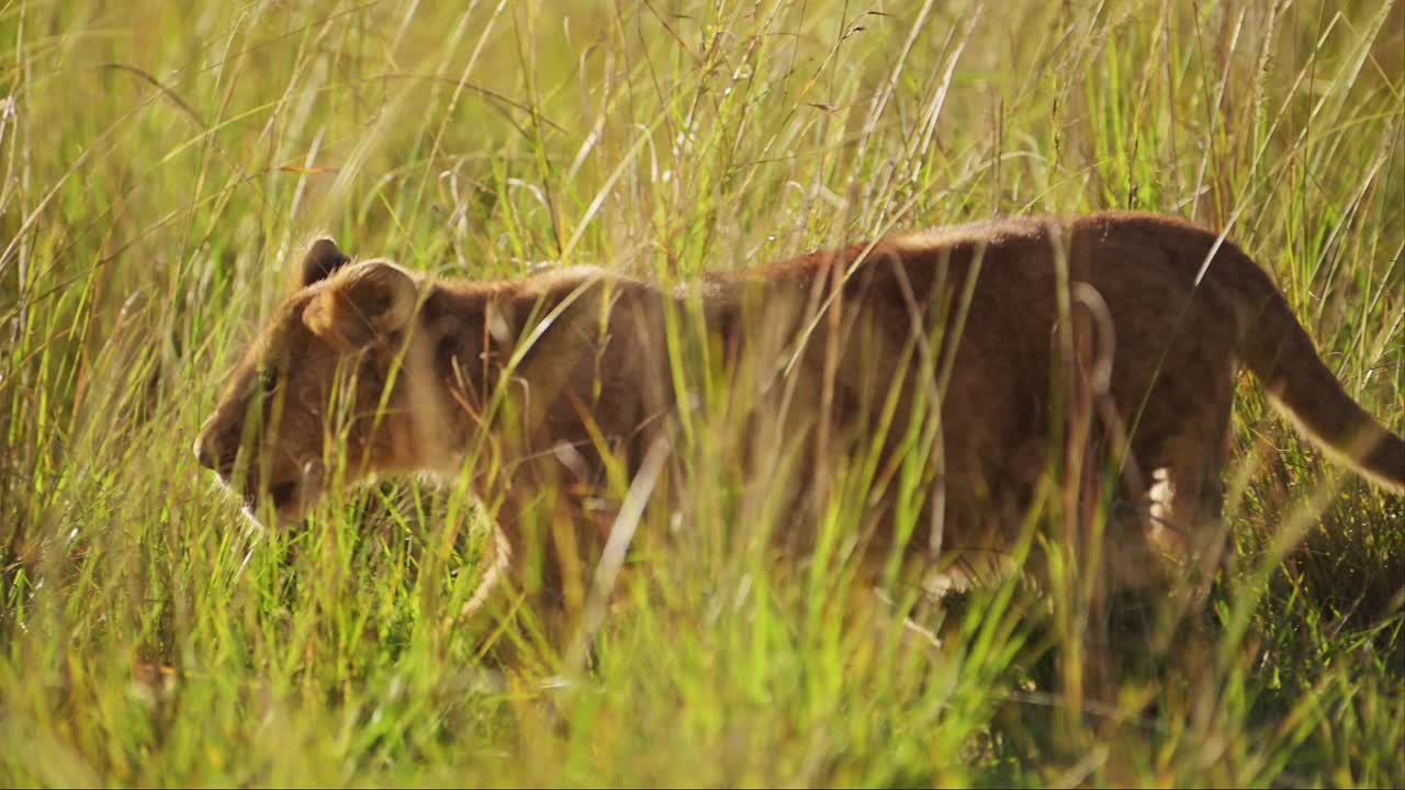 leeuwenkind, kleine schattige baby dieren in masai mara, kenia, afrika, afrikaanse safari wildlife van kleine jonge leeuwen in trots, wandelen stalking en prowling in lange savanne grassen in masai mara