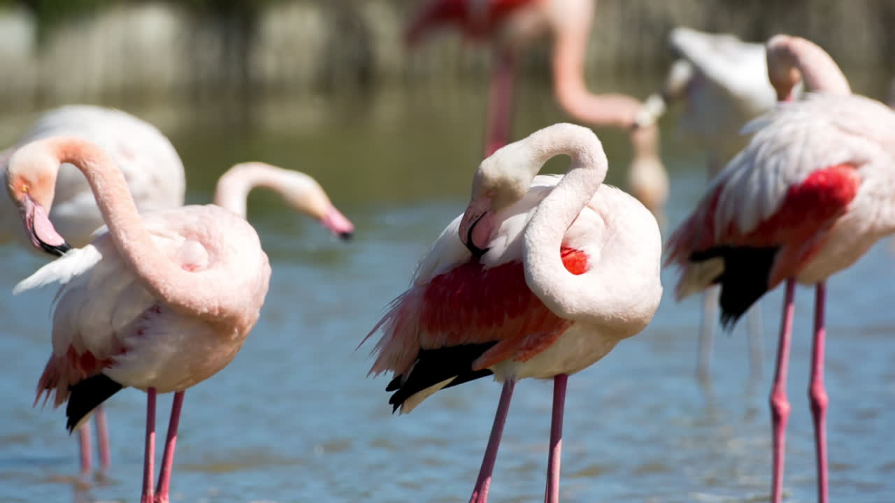 카마그 플라밍고 50