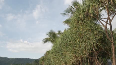 Vista-De-ángulo-Bajo-A-La-Palmera-Sobre-El-Tiempo-De-Sol-Del-Paraíso-Local-En-Phuket