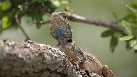 Blue-throated-Agama-tree-lizard-looks-toward-camera-from-tree-branch