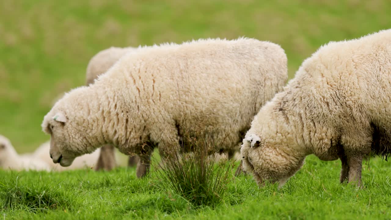 Two sheep graze calmly on vibrant grass in a New Zealand field, captured in slow motion with soft natural daylight and a blurred background