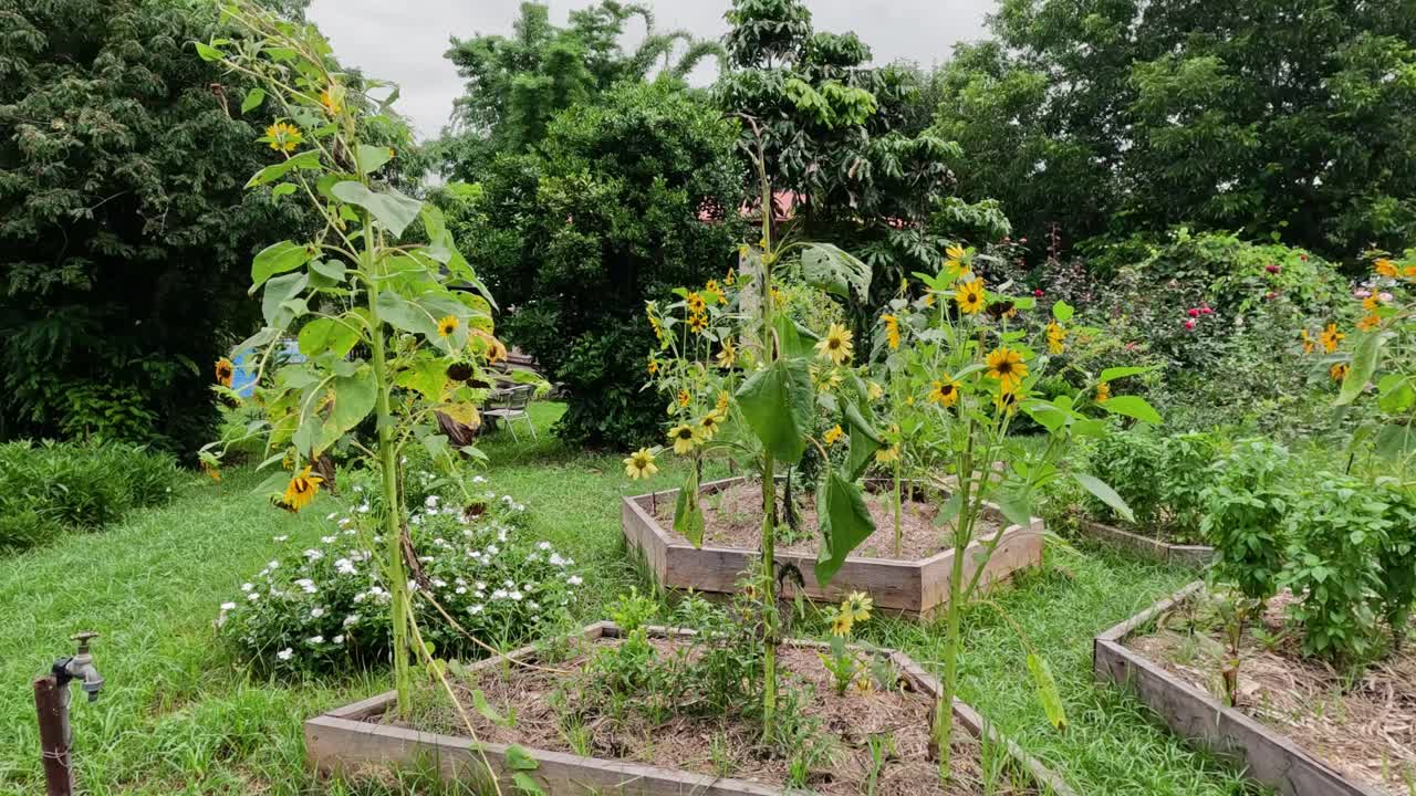 girasoles balanceándose suavemente en un jardín